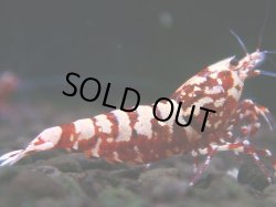 画像1: 302　H【エニータイムRT】Fan shrimp レッドシュガー