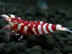 画像1: 224　R【エニータイムRT】サヤチャンス！第二弾