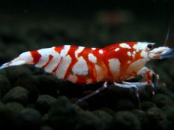 画像1: 234　R【エニータイムRT】サヤチャンス！第二弾