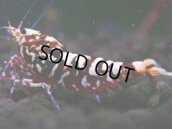 画像1: 309　H【エニータイムRT】Fan shrimp レッドシュガー