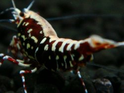 画像1: 209　R【エニータイムRT】サヤチャンス！第二弾