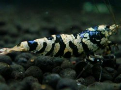 画像1: 222　R【エニータイムRT】サヤチャンス！第二弾