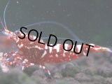 306　H【エニータイムRT】Fan shrimp レッドシュガー