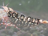 310　H【エニータイムRT】Fan shrimp レッドシュガー