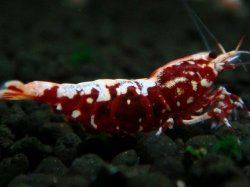 画像1: 207　R【エニータイムRT】サヤチャンス！第二弾