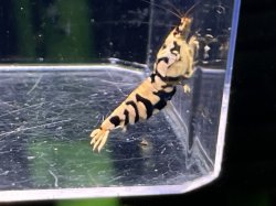 画像2: 017　P【スプリットタイムセール！】BLACK FANCY TIGER 縦ラインフルボディメス プラケース内丸ごとセット