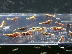 画像3: 012　R【スプリットタイムセール！】えび繁 レジーナプラケース内丸ごとセット