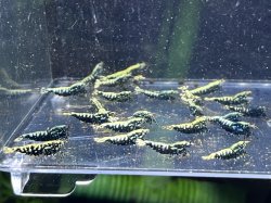 画像1: 016　P【スプリットタイムセール！】BMG S 全部メス プラケース内丸ごとセット