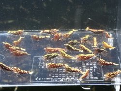 画像2: 012　R【スプリットタイムセール！】えび繁 レジーナプラケース内丸ごとセット