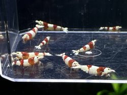 画像2: 013　H【スプリットタイムセール！】三好池のトシ 抱卵4匹含む プラケース内丸ごとセット