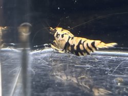 画像1: 017　P【スプリットタイムセール！】BLACK FANCY TIGER 縦ラインフルボディメス プラケース内丸ごとセット