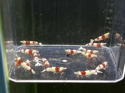 画像3: 020　H【スプリットタイムセール！】抱卵2匹含むY’s Beeのレッドビーシュリンプ プラケース内丸ごとセット ※火曜日の出品は終了となります