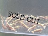 028　K【スプリットタイムセール！】Fan Shrimp レッドギャラクシー プラケース内丸ごとセット