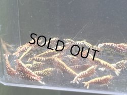 画像1: 028　K【スプリットタイムセール！】Fan Shrimp レッドギャラクシー プラケース内丸ごとセット