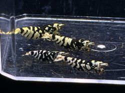 画像1: 030　K【スプリットタイムセール！】BLACK BATICLE 全部メス プラケース内丸ごとセット ※本日輸入作業につき出品終了となります