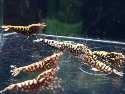 画像1: 027　K【スプリットタイムセール！】Fan Shrimp レッドギャラクシーミドル プラケース内丸ごとセット