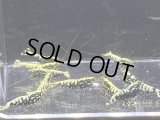 029　C【スプリットタイムセール！】フィッシュボーンスノーフラワー プラケース内丸ごとセット