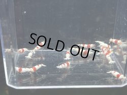 画像1: 021　H【スプリットタイムセール！】色濃いウルトラレッドのレッドビーシュリンプ プラケース内丸ごとセット