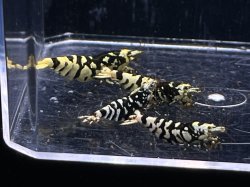 画像2: 030　K【スプリットタイムセール！】BLACK BATICLE 全部メス プラケース内丸ごとセット ※本日輸入作業につき出品終了となります