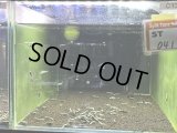 041　C【スプリットタイムセール！】余剰品 フィッシュボーン100匹以上 お宝ミックス 水槽内丸ごとセット