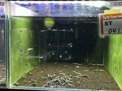 画像1: 041　C【スプリットタイムセール！】余剰品 フィッシュボーン100匹以上 お宝ミックス 水槽内丸ごとセット