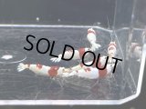 034　H【スプリットタイムセール！】ウルトラレッド 特選ペンキ系プラケース内丸ごとセット