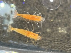 画像3: 049　A【スプリットタイムセール！】お騒がせ中！オレンジOE プラケース内丸ごとセット