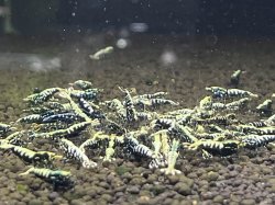 画像2: 041　C【スプリットタイムセール！】余剰品 フィッシュボーン100匹以上 お宝ミックス 水槽内丸ごとセット