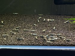 画像2: 042　H【スプリットタイムセール！】HY shrimp BLACK GALAXY 35匹以上 水槽内丸ごとセット