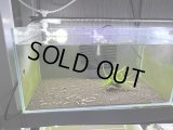 042　H【スプリットタイムセール！】HY shrimp BLACK GALAXY 35匹以上 水槽内丸ごとセット