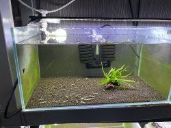 画像1: 042　H【スプリットタイムセール！】HY shrimp BLACK GALAXY 35匹以上 水槽内丸ごとセット