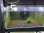 画像1: 042　H【スプリットタイムセール！】HY shrimp BLACK GALAXY 35匹以上 水槽内丸ごとセット (1)
