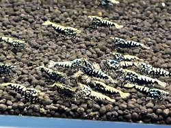 画像3: 042　H【スプリットタイムセール！】HY shrimp BLACK GALAXY 35匹以上 水槽内丸ごとセット