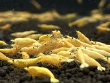 【新発売】メタルオレンジシュリンプ15匹セット