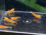 049　A【スプリットタイムセール！】お騒がせ中！オレンジOE プラケース内丸ごとセット