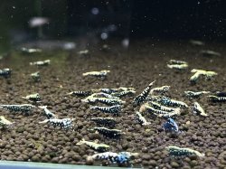 画像3: 041　C【スプリットタイムセール！】余剰品 フィッシュボーン100匹以上 お宝ミックス 水槽内丸ごとセット