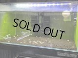 039　H【スプリットタイムセール！】PRL小さめモスラ50匹以上 水槽内丸ごとセット