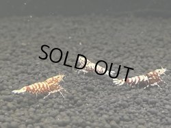 画像1: 046　C【スプリットタイムセール！】Fan Shrimp レッドシュガー種親 2.2-2.8センチ 水槽内丸ごとセット
