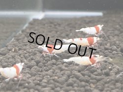画像3: 040　C【スプリットタイムセール！】ウルトラノンブラ このままブリード可能 水槽内丸ごとセット