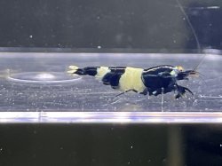 画像1: 031　C【スプリットタイムセール！】激レア 金眼ブラックシャドー即戦力メス プラケース内丸ごとセット