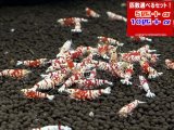 レッドファンシータイガー Sクラス（送料込み）