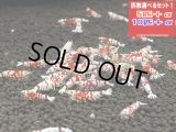 レッドファンシータイガー Sクラス（送料込み）