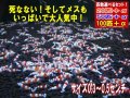 レッドビーシュリンプ 小さめASミックス（送料込み）