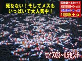 レッドビーシュリンプ 小さめASミックス（送料込み）