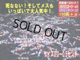 レッドビーシュリンプ 小さめASミックス（送料込み）