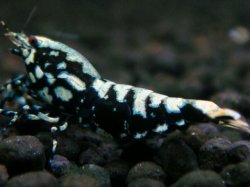 画像1: 005　H【夏割MAX】HY shrimp