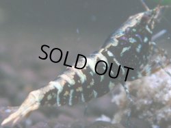 画像1: 015　H【夏割MAX】HY shrimp