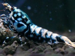画像1: 032　H【夏割MAX】Fan shrimp BLACK GALAXY
