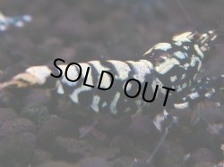 画像1: 039　H【夏割MAX】Fan shrimp BLACK GALAXY