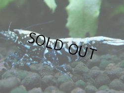 画像1: 051　P【夏割MAX】TK shrimp 特選グレード BLACK GALAXY